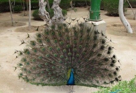 باغ پرندگان کیش باغ پرندگان کیش